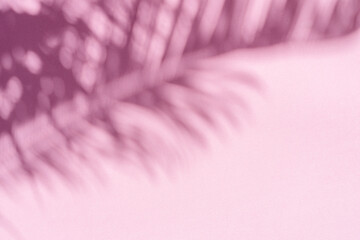 Blurred shadow of tropical palm leaves on pink wall background. Summer concept. - 757258355