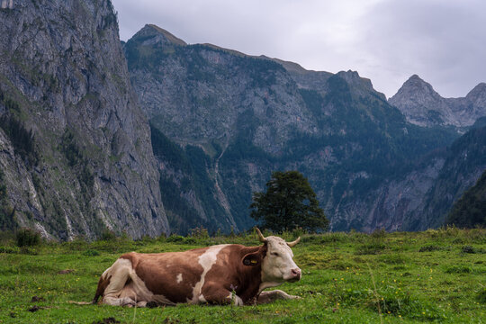 View of a cow in Berchtesgaden, Bavaria