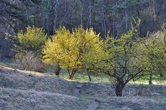Kornelkirsche (Cornus mas) in Bl&uuml;te