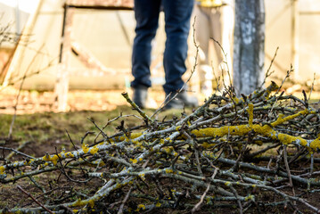 Gardener pruning tree in early spring.
