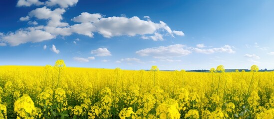 A picturesque scene of vibrant yellow flowers against the backdrop of a clear blue sky, creating a stunning natural landscape