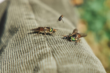 Insects, flies or gadflies on clothes. Wild biting insects. Animals and fauna of the middle latitudes.