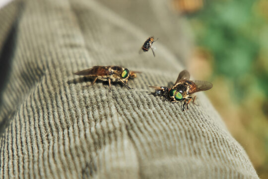 Insects, flies or gadflies on clothes. Wild biting insects. Animals and fauna of the middle latitudes.