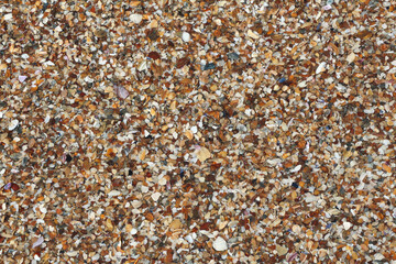 close up of shells