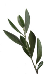 Obraz premium Olive branch