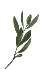 Olive branch