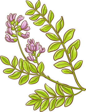 Astragalus Branch Plant with Flowers Colored Detailed Illustration