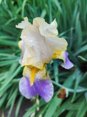 The plant is an iris flower with dew drops on the petals