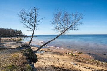 Tranquil Beach Landscape with Bare Trees and Clear Sky