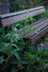 Naklejka premium Pflanzenbank