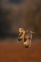 Short eared owl in flight