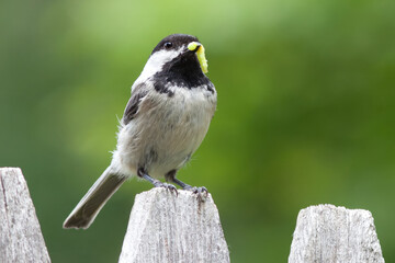Blacked Capped Chickadee with worm in mouth