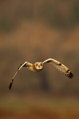 Short eared owl in flight