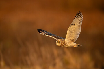 Short eared owl in flight