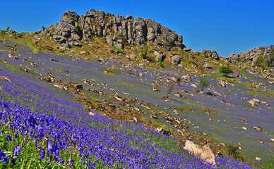 Bluebell fields on Dartmoor UK © Brian
