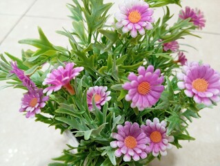 Pink daisy is a variation of the daisy (margaret) flower which has pink to pink petals. This flower...