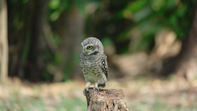 Spotted Owlet (Athene brama) perched on a tree in nature.	