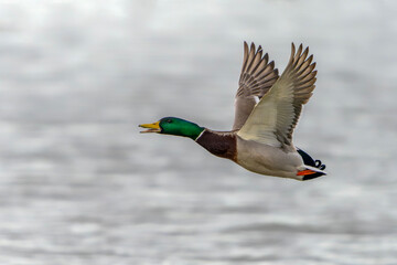 Male Mallard duck in flight (Anas platyrhynchos). Gelderland in the Netherlands.       