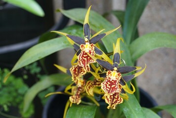 Beautiful yellow and red flowers of Brascidostele Gilded Tower 'Hilo Ablaze' orchids at full bloom