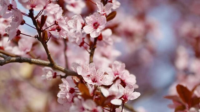 Cherry plum branch in blossom, beautiful spring season background