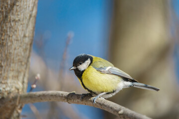 The great tit sitting on tree branch... - 757272333