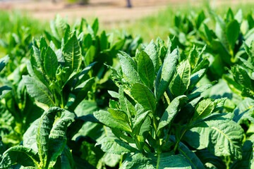 flowering tobacco ,Green common tobacco on strong stems. Is herbal insect repellent. Harmful to the health of people. Available in all regions of the world.