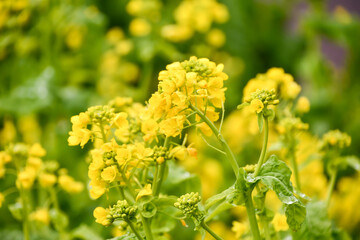 菜の花