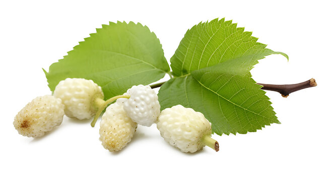 Fresh white mulberry fruit with leaves isolated on white, Transparent PNG