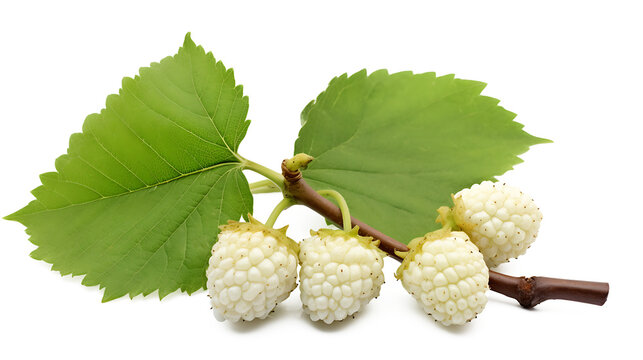 Fresh white mulberry fruit with leaves isolated on white, Transparent PNG