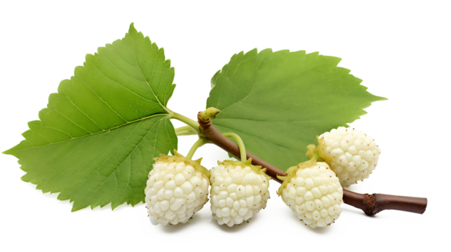 Fresh white mulberry fruit with leaves isolated on white, Transparent PNG