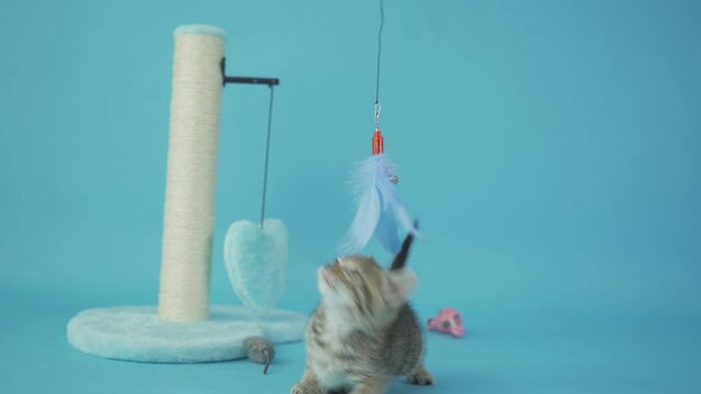 A Felidae kitten plays with a cat toy on a blue background