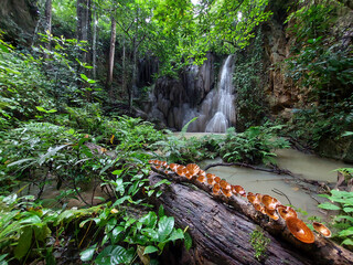 Waterfall in the deep, fertile forest There were many green plants and beautiful brown mushrooms...