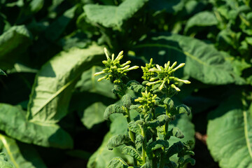 flowering tobacco ,Green common tobacco on strong stems. Is herbal insect repellent. Harmful to the health of people. Available in all regions of the world.