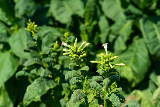 flowering tobacco ,Green common tobacco on strong stems. Is herbal insect repellent. Harmful to the health of people. Available in all regions of the world.