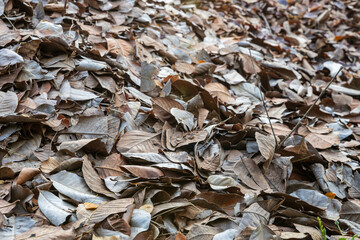 Close-up view of piles of brown, dead leaves piled up on the ground.