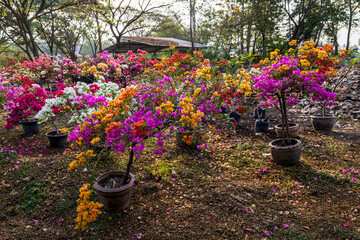 A view from above of a garden of colorful bougainvillea flowers blooming beautifully.