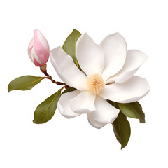 one magnolia flower , png file of isolated cutout object on transparent background