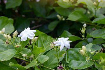 Fresh Jasminum flower bud and bloom with sunlight in the garden.