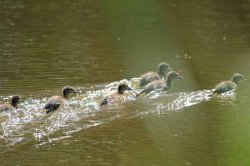 ducks in the water