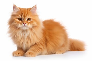 Close-up of cute kitten on white background, adorable domestic pet portrait for animal lovers