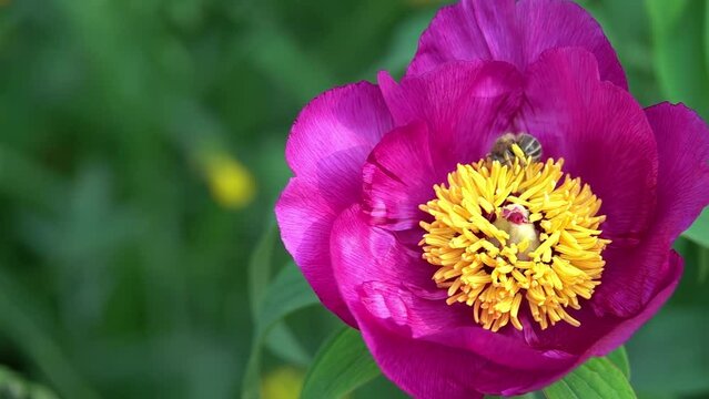 Bees collect nectar from Paeonia anomala. Paeonia anomala is a species of herbaceous perennial peony.