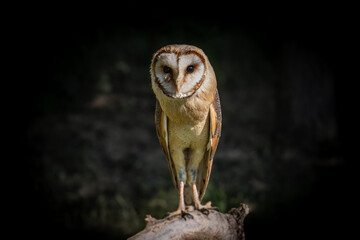 Barn Owl, tyto alba, stands on a branch