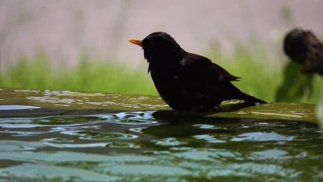 common blackbird (Turdus merula) is a species of true thrush. It is also called Eurasian blackbird.