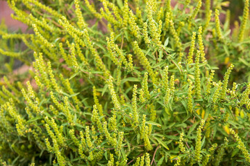 Flowering ragweed (Ambrosia artemisiifolia) plant growing outside, a common allergen - 757276915