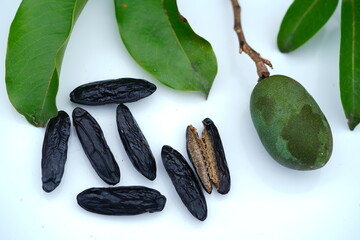 Dry beans of the cumaru tree (Dipteryx odorata). Leaves and an unripe green fruit of the cumaru...