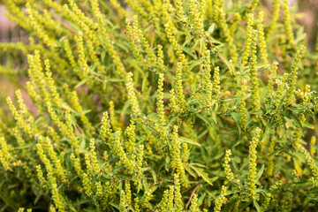 Flowering ragweed (Ambrosia artemisiifolia) plant growing outside, a common allergen - 757276967