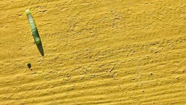 Green Caterpillar of butterfly Noctuidae. Noctuidae, owlet moths, cutworms or armyworms, is most controversial family in superfamily Noctuoidea.