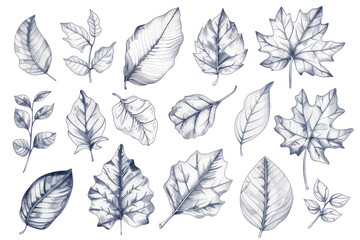 Set of leaves. Hand drawn decorative elements.