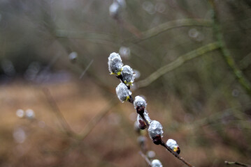 Pussy willow in rainy spring day