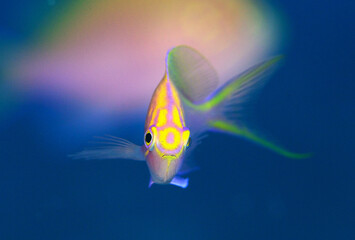 可愛いハナゴンベの幼魚